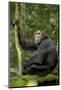 Africa, Uganda, Kibale National Park. Young chimpanzee listening.-Kristin Mosher-Mounted Photographic Print