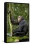 Africa, Uganda, Kibale National Park. Young chimpanzee listening.-Kristin Mosher-Framed Stretched Canvas