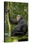 Africa, Uganda, Kibale National Park. Young chimpanzee listening.-Kristin Mosher-Stretched Canvas