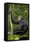 Africa, Uganda, Kibale National Park. Young chimpanzee listening.-Kristin Mosher-Framed Stretched Canvas