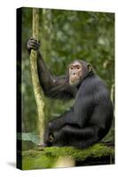 Africa, Uganda, Kibale National Park. Young chimpanzee listening.-Kristin Mosher-Stretched Canvas