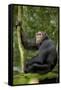 Africa, Uganda, Kibale National Park. Young chimpanzee listening.-Kristin Mosher-Framed Stretched Canvas