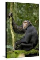 Africa, Uganda, Kibale National Park. Young chimpanzee listening.-Kristin Mosher-Stretched Canvas