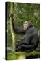 Africa, Uganda, Kibale National Park. Young chimpanzee listening.-Kristin Mosher-Stretched Canvas