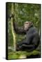 Africa, Uganda, Kibale National Park. Young chimpanzee listening.-Kristin Mosher-Framed Stretched Canvas