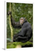 Africa, Uganda, Kibale National Park. Young chimpanzee listening.-Kristin Mosher-Framed Photographic Print