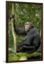 Africa, Uganda, Kibale National Park. Young chimpanzee listening.-Kristin Mosher-Framed Photographic Print