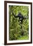 Africa, Uganda, Kibale National Park. Young chimpanzee wet with rain.-Kristin Mosher-Framed Photographic Print