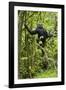 Africa, Uganda, Kibale National Park. Young chimpanzee wet with rain.-Kristin Mosher-Framed Photographic Print