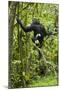 Africa, Uganda, Kibale National Park. Young chimpanzee wet with rain.-Kristin Mosher-Mounted Photographic Print