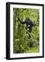 Africa, Uganda, Kibale National Park. Young chimpanzee wet with rain.-Kristin Mosher-Framed Photographic Print