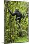 Africa, Uganda, Kibale National Park. Young chimpanzee wet with rain.-Kristin Mosher-Mounted Photographic Print