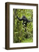 Africa, Uganda, Kibale National Park. Young chimpanzee wet with rain.-Kristin Mosher-Framed Photographic Print