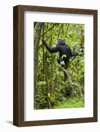 Africa, Uganda, Kibale National Park. Young chimpanzee wet with rain.-Kristin Mosher-Framed Photographic Print