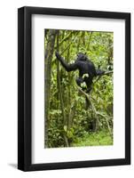 Africa, Uganda, Kibale National Park. Young chimpanzee wet with rain.-Kristin Mosher-Framed Photographic Print