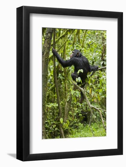 Africa, Uganda, Kibale National Park. Young chimpanzee wet with rain.-Kristin Mosher-Framed Photographic Print