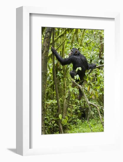 Africa, Uganda, Kibale National Park. Young chimpanzee wet with rain.-Kristin Mosher-Framed Photographic Print