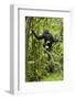 Africa, Uganda, Kibale National Park. Young chimpanzee wet with rain.-Kristin Mosher-Framed Photographic Print