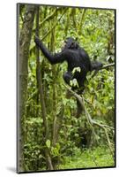 Africa, Uganda, Kibale National Park. Young chimpanzee wet with rain.-Kristin Mosher-Mounted Photographic Print