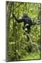 Africa, Uganda, Kibale National Park. Young chimpanzee wet with rain.-Kristin Mosher-Mounted Photographic Print