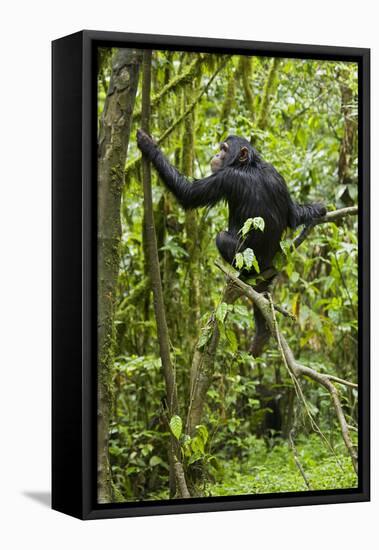 Africa, Uganda, Kibale National Park. Young chimpanzee wet with rain.-Kristin Mosher-Framed Stretched Canvas