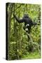 Africa, Uganda, Kibale National Park. Young chimpanzee wet with rain.-Kristin Mosher-Stretched Canvas