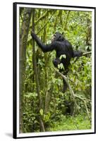 Africa, Uganda, Kibale National Park. Young chimpanzee wet with rain.-Kristin Mosher-Framed Premium Photographic Print