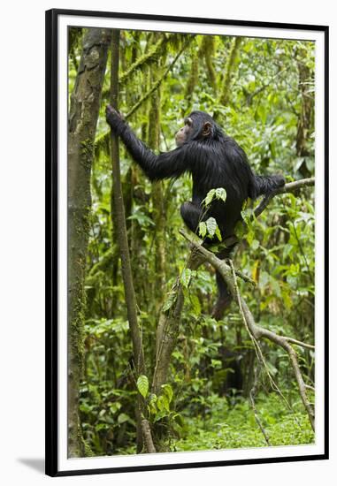 Africa, Uganda, Kibale National Park. Young chimpanzee wet with rain.-Kristin Mosher-Framed Premium Photographic Print