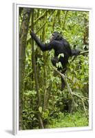 Africa, Uganda, Kibale National Park. Young chimpanzee wet with rain.-Kristin Mosher-Framed Premium Photographic Print