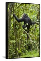 Africa, Uganda, Kibale National Park. Young chimpanzee wet with rain.-Kristin Mosher-Framed Stretched Canvas