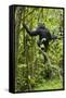 Africa, Uganda, Kibale National Park. Young chimpanzee wet with rain.-Kristin Mosher-Framed Stretched Canvas