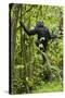 Africa, Uganda, Kibale National Park. Young chimpanzee wet with rain.-Kristin Mosher-Stretched Canvas