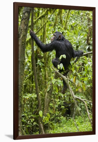 Africa, Uganda, Kibale National Park. Young chimpanzee wet with rain.-Kristin Mosher-Framed Photographic Print