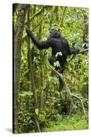 Africa, Uganda, Kibale National Park. Young chimpanzee wet with rain.-Kristin Mosher-Stretched Canvas