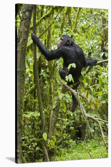 Africa, Uganda, Kibale National Park. Young chimpanzee wet with rain.-Kristin Mosher-Stretched Canvas