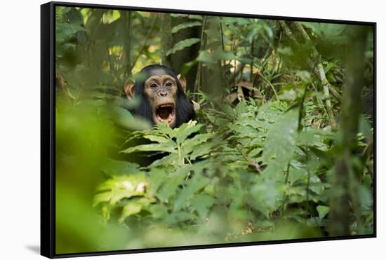 Africa, Uganda, Kibale National Park. Young juvenile chimpanzee sits yawning.-Kristin Mosher-Framed Stretched Canvas