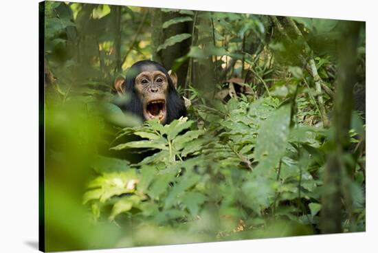 Africa, Uganda, Kibale National Park. Young juvenile chimpanzee sits yawning.-Kristin Mosher-Stretched Canvas