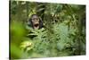 Africa, Uganda, Kibale National Park. Young juvenile chimpanzee sits yawning.-Kristin Mosher-Stretched Canvas