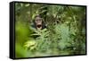 Africa, Uganda, Kibale National Park. Young juvenile chimpanzee sits yawning.-Kristin Mosher-Framed Stretched Canvas