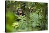 Africa, Uganda, Kibale National Park. Young juvenile chimpanzee sits yawning.-Kristin Mosher-Stretched Canvas