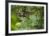 Africa, Uganda, Kibale National Park. Young juvenile chimpanzee sits yawning.-Kristin Mosher-Framed Photographic Print