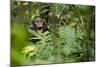 Africa, Uganda, Kibale National Park. Young juvenile chimpanzee sits yawning.-Kristin Mosher-Mounted Photographic Print