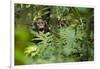 Africa, Uganda, Kibale National Park. Young juvenile chimpanzee sits yawning.-Kristin Mosher-Framed Photographic Print