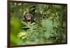 Africa, Uganda, Kibale National Park. Young juvenile chimpanzee sits yawning.-Kristin Mosher-Framed Photographic Print