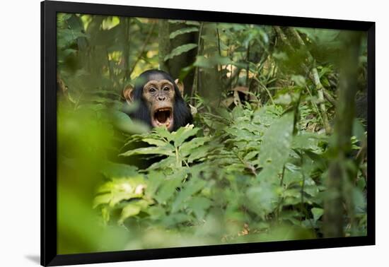 Africa, Uganda, Kibale National Park. Young juvenile chimpanzee sits yawning.-Kristin Mosher-Framed Photographic Print