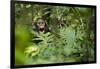 Africa, Uganda, Kibale National Park. Young juvenile chimpanzee sits yawning.-Kristin Mosher-Framed Photographic Print