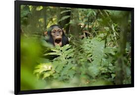 Africa, Uganda, Kibale National Park. Young juvenile chimpanzee sits yawning.-Kristin Mosher-Framed Photographic Print