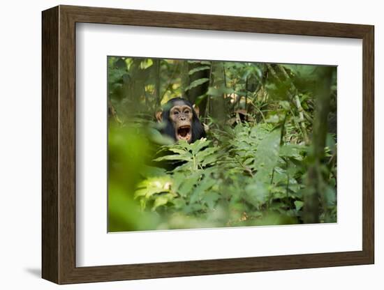 Africa, Uganda, Kibale National Park. Young juvenile chimpanzee sits yawning.-Kristin Mosher-Framed Photographic Print