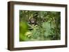 Africa, Uganda, Kibale National Park. Young juvenile chimpanzee sits yawning.-Kristin Mosher-Framed Photographic Print