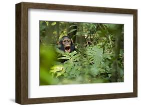 Africa, Uganda, Kibale National Park. Young juvenile chimpanzee sits yawning.-Kristin Mosher-Framed Photographic Print